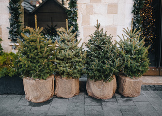 Small green decorative Christmas trees are standing in small pots with burlap on a gray pavement of...
