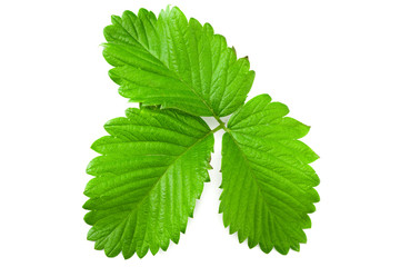 Strawberry leaves isolated on a white background