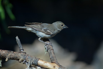 Female Gran Canaria blue chaffinch Fringilla polatzeki. Las Brujas Mountain. Integral Natural Reserve of Inagua. Tejeda. Gran Canaria. Canary Islands. Spain.