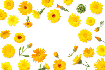 marigold flowers isolated on white background. calendula flower. top view
