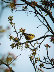 Yellow bird on a branch