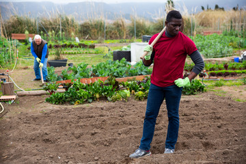 African gardener with hoe in vegetable garden