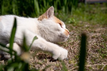 ゴロゴロする猫