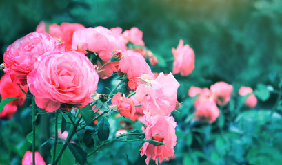 Roses in the garden
