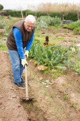 Aged man hoeing between vegetable seedlings