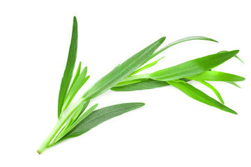 Tarragon leaves isolated on white background. Artemisia dracunculus.