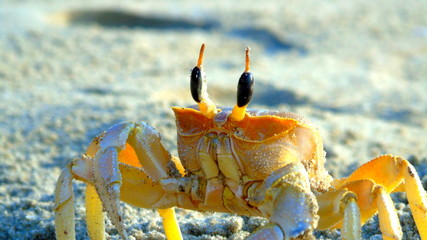 crab on the beach