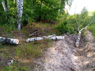man walking in the park