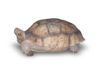 Sulcata turtle isolate on white background clipping path