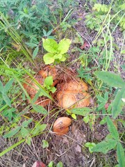 mushroom in the forest