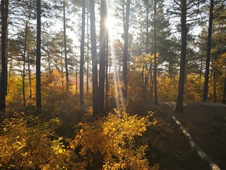 Fototapeta premium autumn in the forest