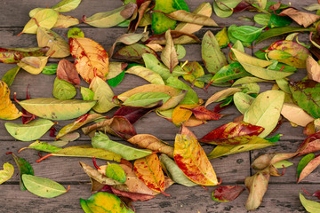 red and green leaves