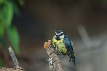 African blue tit Cyanistes teneriffae hedwigii after taking a bath. Las Brujas Mountain. Integral Natural Reserve of Inagua. Tejeda. Gran Canaria. Canary Islands. Spain.