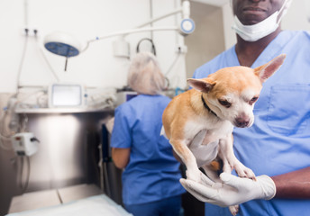 Satisfied surgeon holding a chihuahua dog in his arms after surgery
