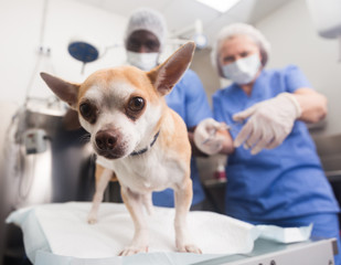 Dog on the operating table and doctor in a veterinary clinic