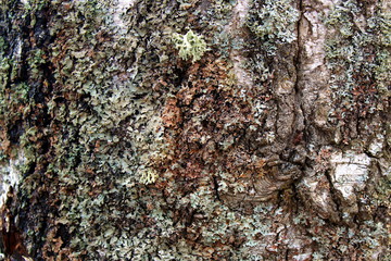Abstract texture birch bark overgrown with moss