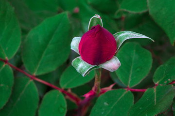 Beautiful  roses on tree bush leaves