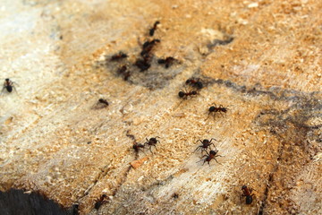 Ants run along the hemp of an old tree
