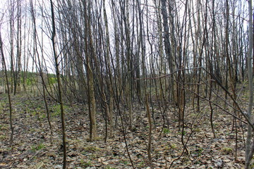 Forest in the middle of spring after melting snow