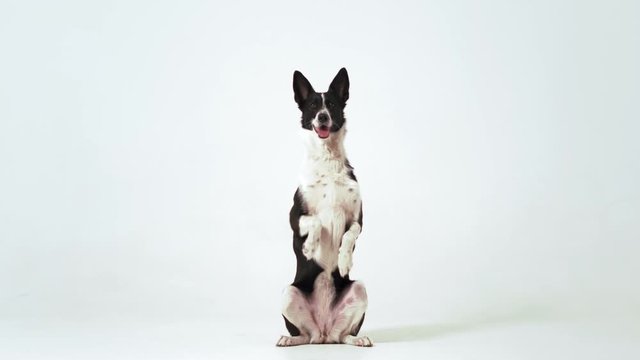 A dog in black and white color is carrying out orders, it stands on its hind legs in the studio on a white background. Dog training concept. Prores 422