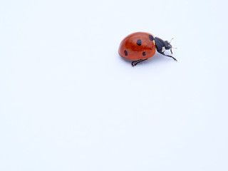 Seven spot ladybird in a white background. Macro photography. Coccinella septempunctata.
