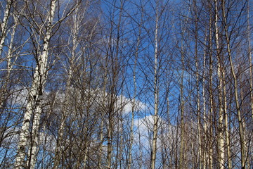 Fototapeta premium Bare tops of tree branches in early spring