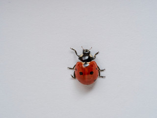 Seven spot ladybird in a white background. Macro photography. Coccinella septempunctata.