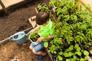 Little boy in green clothes sits near vegetable seedlings in a greenhouse