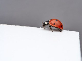 Seven spot ladybird in a white background. Macro photography. Coccinella septempunctata.