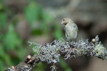Atlantic canary Serinus canaria on a branch. Las Brujas Mountain. Integral Natural Reserve of Inagua. Tejeda. Gran Canaria. Canary Islands. Spain.