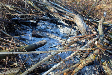 Extinct bonfire with tree branches and ash