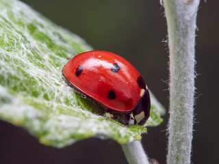 OLYMPUS DIGSeven spot ladybird hunting aphid on a plant. Macro photography. Coccinella septempunctata.ITAL CAMERA