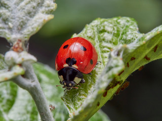 OLYMPUS DIGSeven spot ladybird hunting aphid on a plant. Macro photography. Coccinella septempunctata.ITAL CAMERA