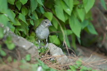 Juvenile Gran Canaria blue chaffinch Fringilla polatzeki. Las Brujas Mountain. Integral Natural Reserve of Inagua. Tejeda. Gran Canaria. Canary Islands. Spain.