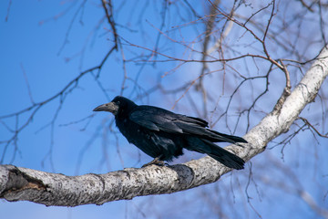 Rook sits on a birch branch.
