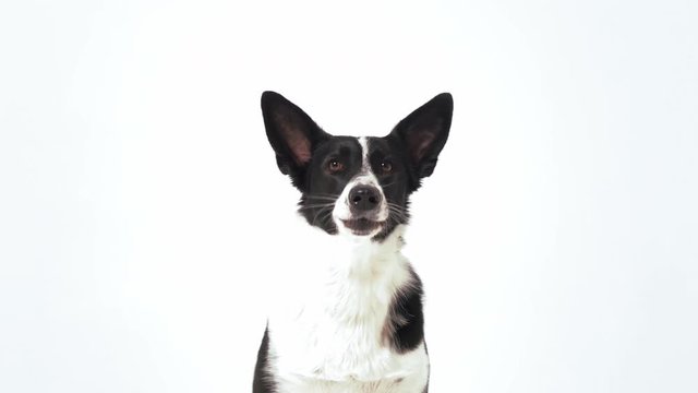 A black and white color dog is following orders, barking and walking out of a shot in the studio on a white background. Dog training concept. Prores 422