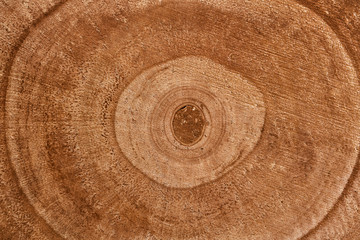 Wooden detailed texture of cut tree trunk cross-section or stump. Brown surface of concentric tree rings.