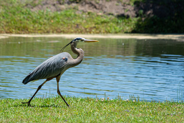Great blue Heron walking by pond