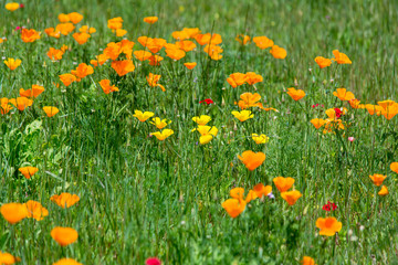 Flowers in medow