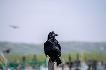 A rook sits on a wooden stick.