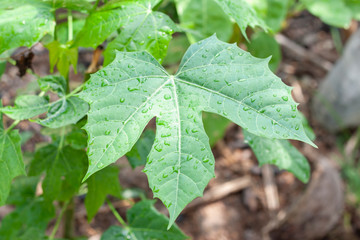 Leaves of Cnidoscolus aconitifolius or chaya plants with rain drops on blur nature background.