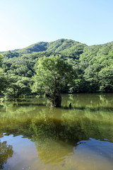 Beautiful forest reflected in the lake. Jusanji, Cheongsong, Gyeongsangbuk-do, Korea