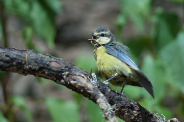 African blue tit Cyanistes teneriffae hedwigii calling. Las Brujas Mountain. Integral Natural Reserve of Inagua. Tejeda. Gran Canaria. Canary Islands. Spain.