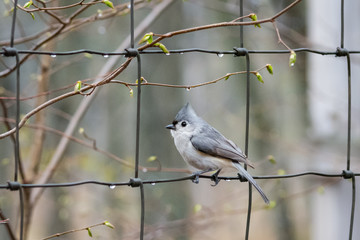 Tufted titmouse sitting on wire fence
