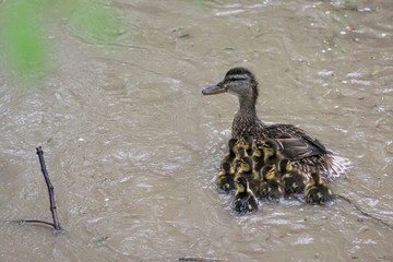 Family of ducks swimming in rough water