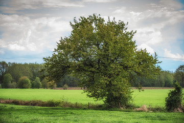 Baum auf einer Weide