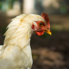 Rooster's head turning to right side