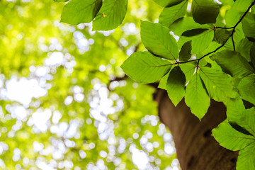 Impressive trees in the forest. Fresh green, spring time. Bottom view.