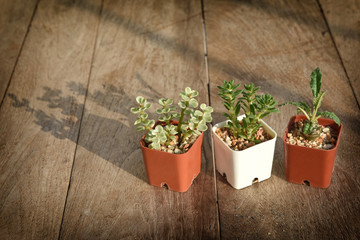 succulents plant with sunlight and shadow on wooden table background. Indoor plant concept and natural background idea