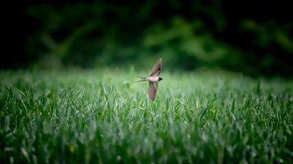 Hirondelle en vol au dessus d'un champ de blé vert